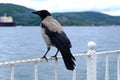 Portrait of a Hooded ÃÂ¡row Corvus cornix